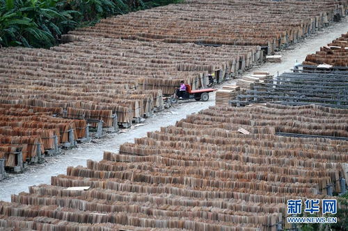 广西隆林 木材产业助脱贫 图片频道
