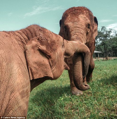 为奴八十年 泰国这两头大象终于被解救了