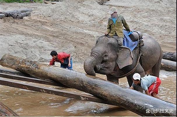 老挝大象为奴的一生每天用铁链拉红木稍微休息就遭到毒打