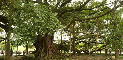 非凡之树 63个传奇树种的秘密生命丨树的故事,你愿意听吗